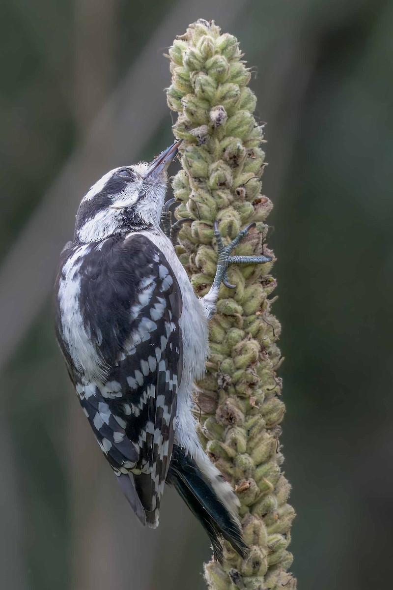 Downy Woodpecker - ML621312645