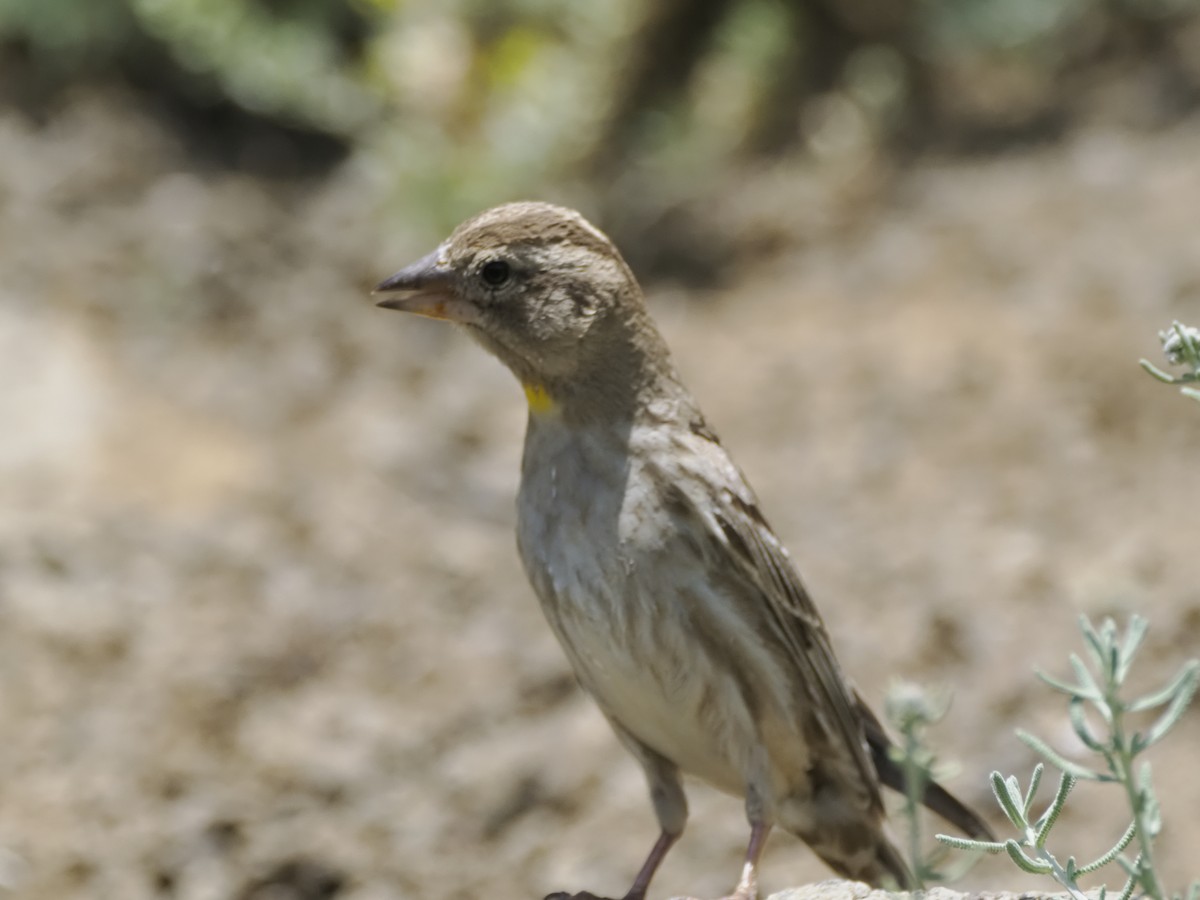 Rock Sparrow - Colin Smith