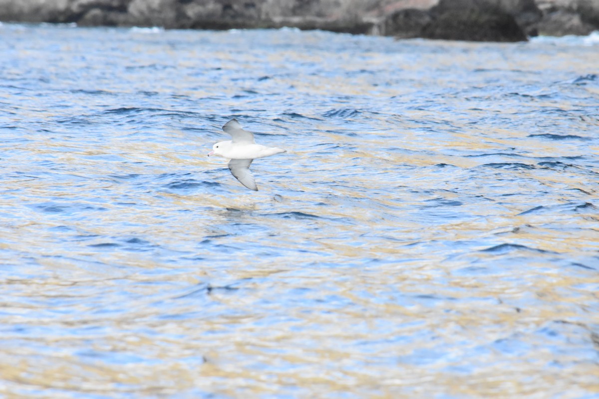 Southern Fulmar - ML621312678