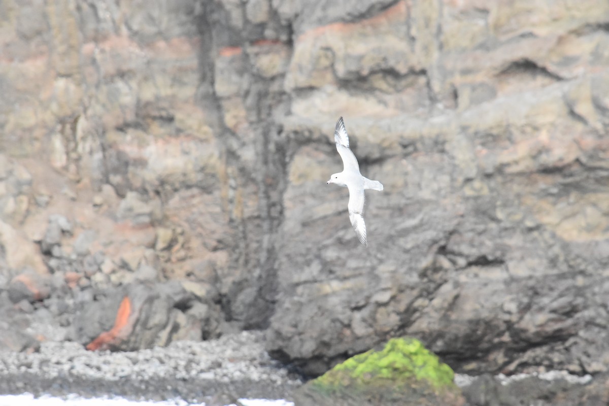 Southern Fulmar - ML621312687