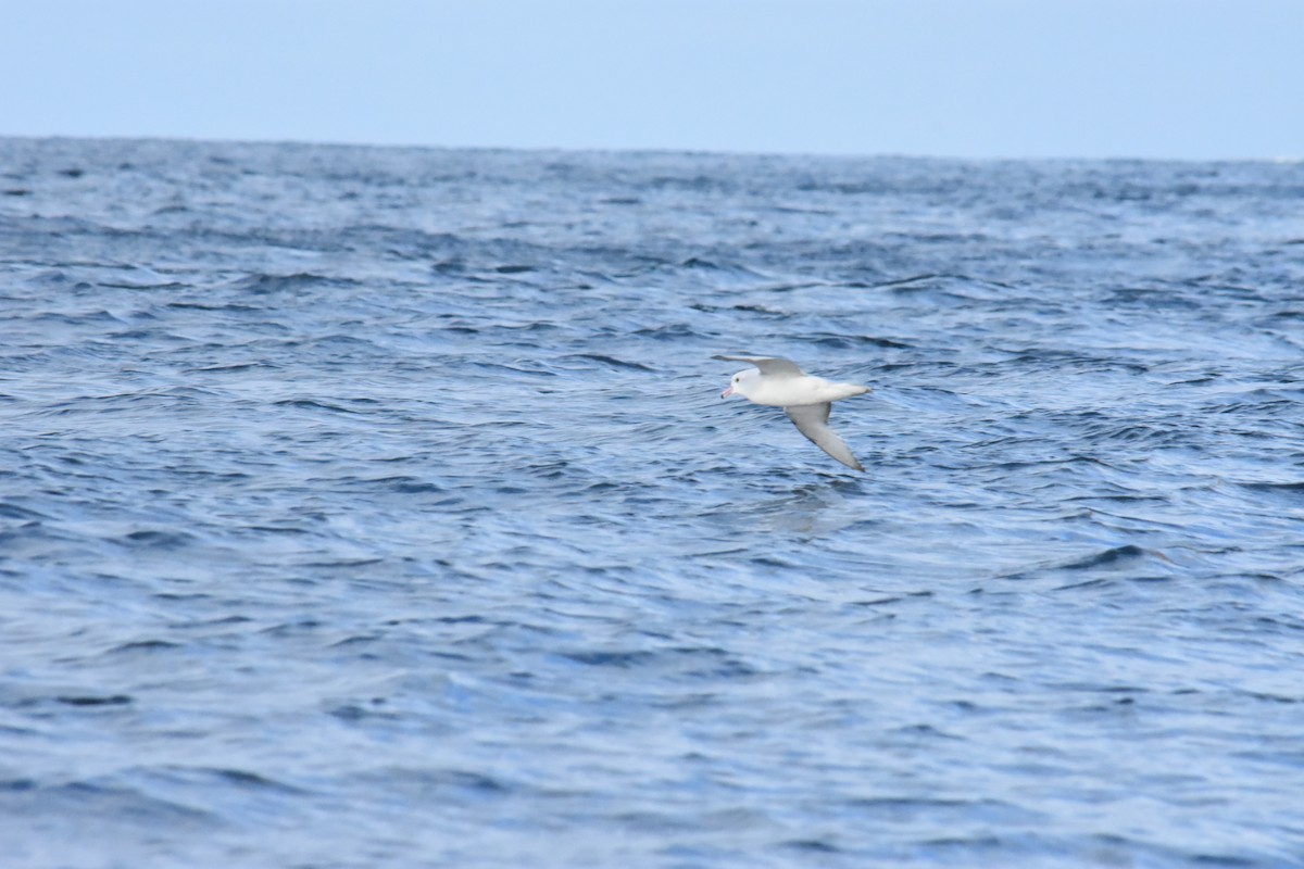 Southern Fulmar - ML621312690