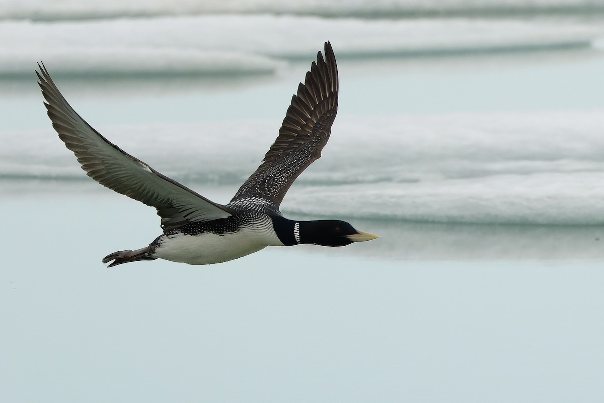 Yellow-billed Loon - ML621312691