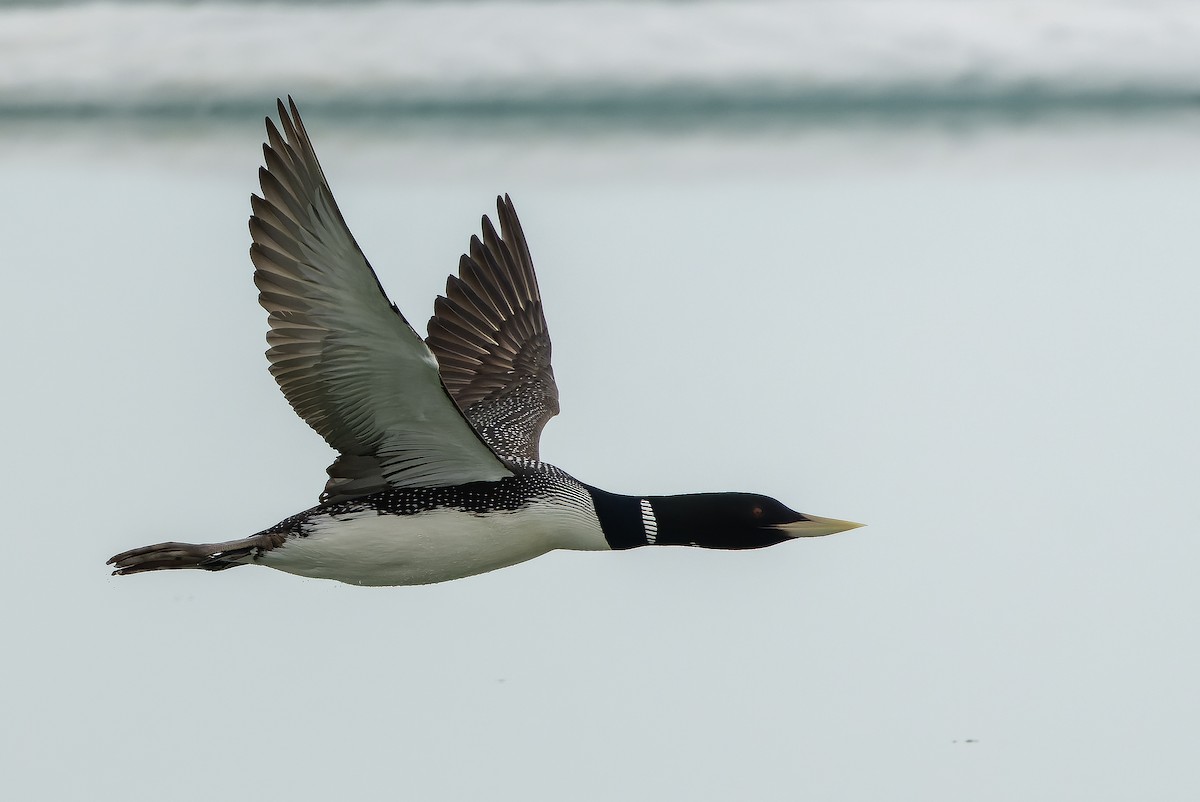 Yellow-billed Loon - ML621312692