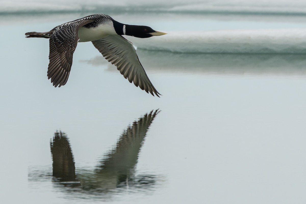 Yellow-billed Loon - ML621312693