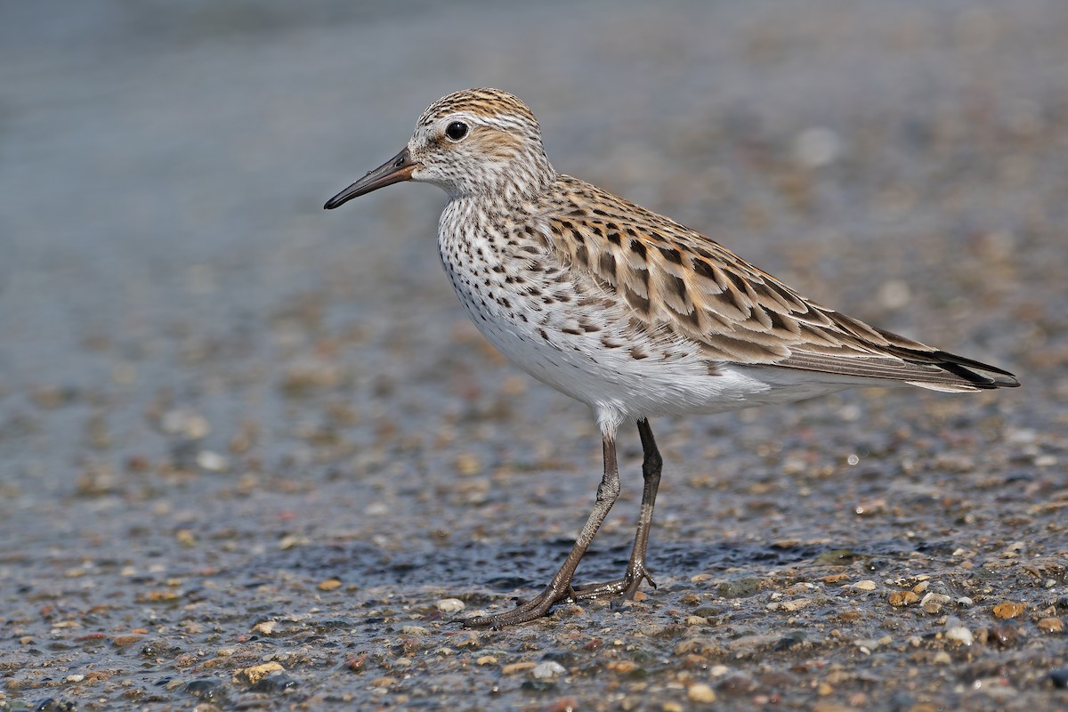 White-rumped Sandpiper - ML621312710