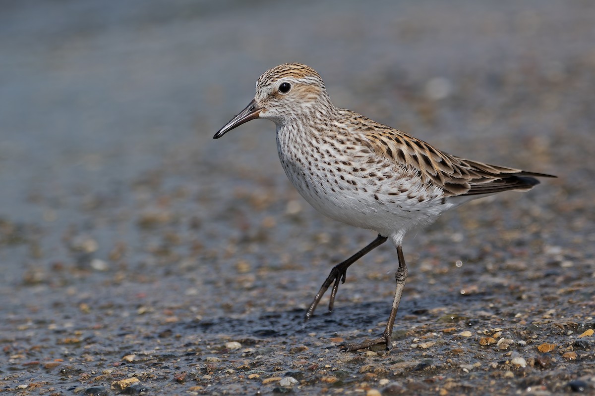 White-rumped Sandpiper - ML621312711