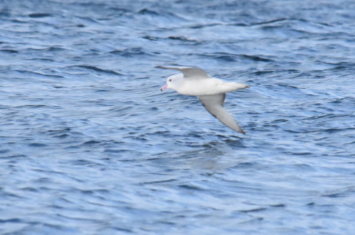 Southern Fulmar - ML621312717