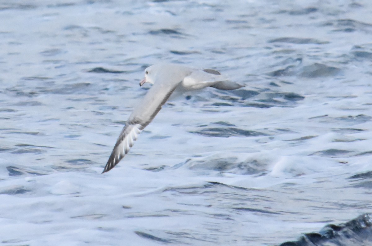 Southern Fulmar - ML621312718