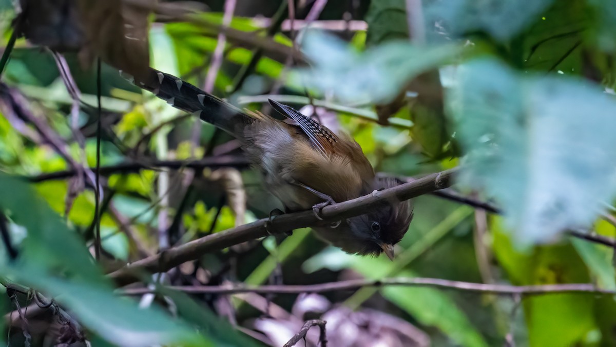 Rusty-fronted Barwing - ML621312733