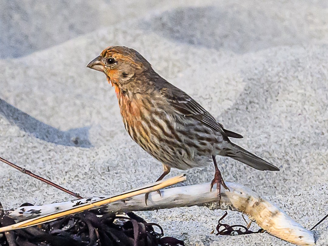 House Finch - ML621312739