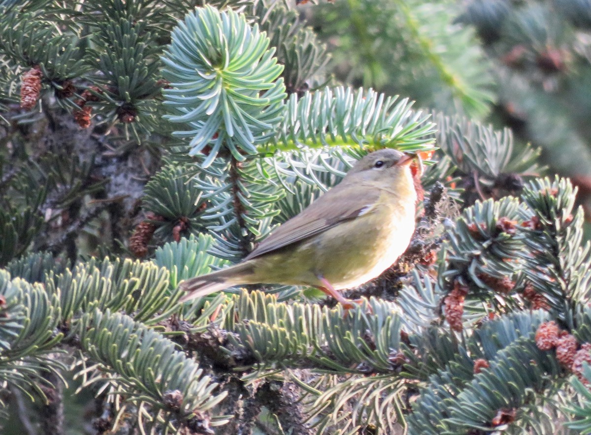 Orange-crowned Warbler - ML621312751