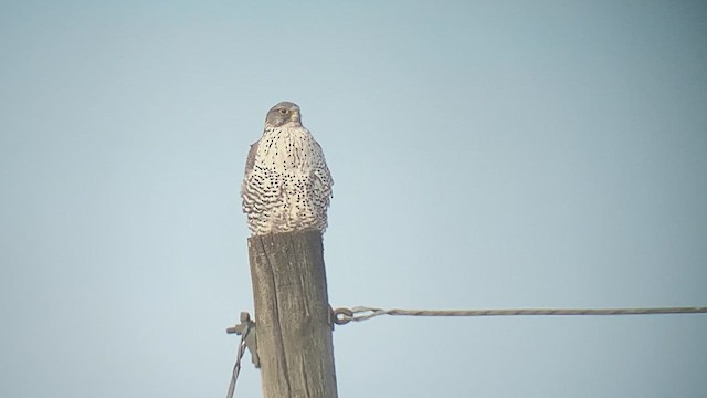 Gyrfalcon - ML621312809