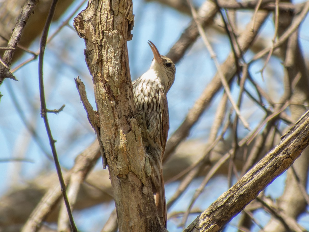 Scaled Woodcreeper (Wagler's) - ML621312811