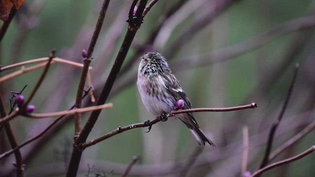 Common Redpoll - ML621312853