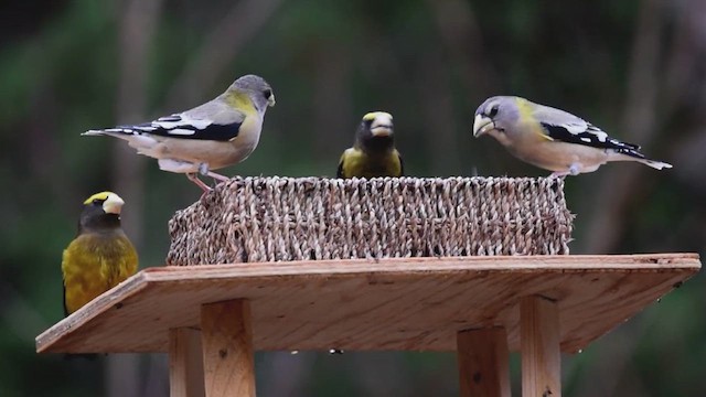 Evening Grosbeak - ML621312858