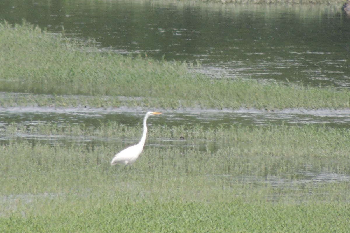 Great Egret - Darrell  Good