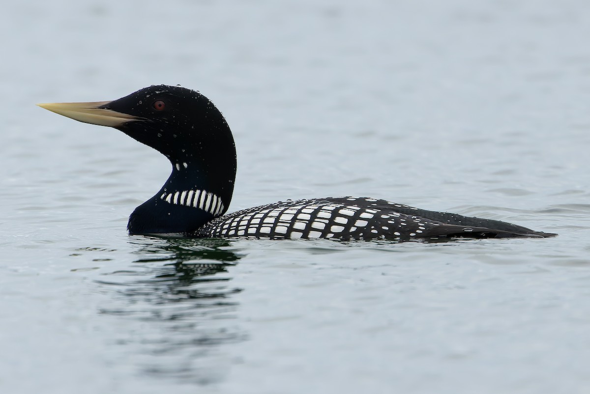 Yellow-billed Loon - ML621312880