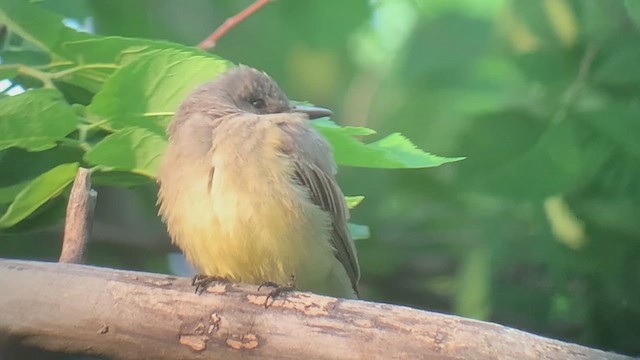 Cassin's Kingbird - ML621312887