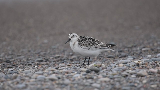 Sanderling - ML621312906