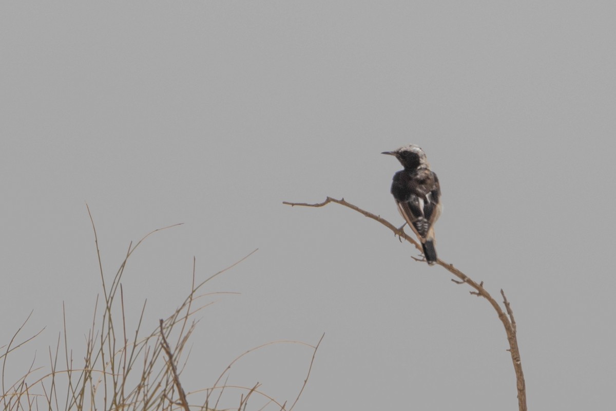 Mourning Wheatear - ML621312932