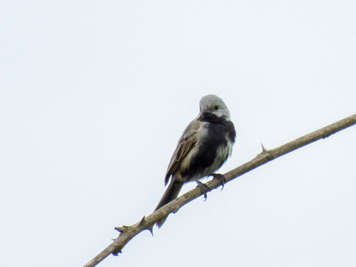 Black-bellied Seedeater - ML621313092