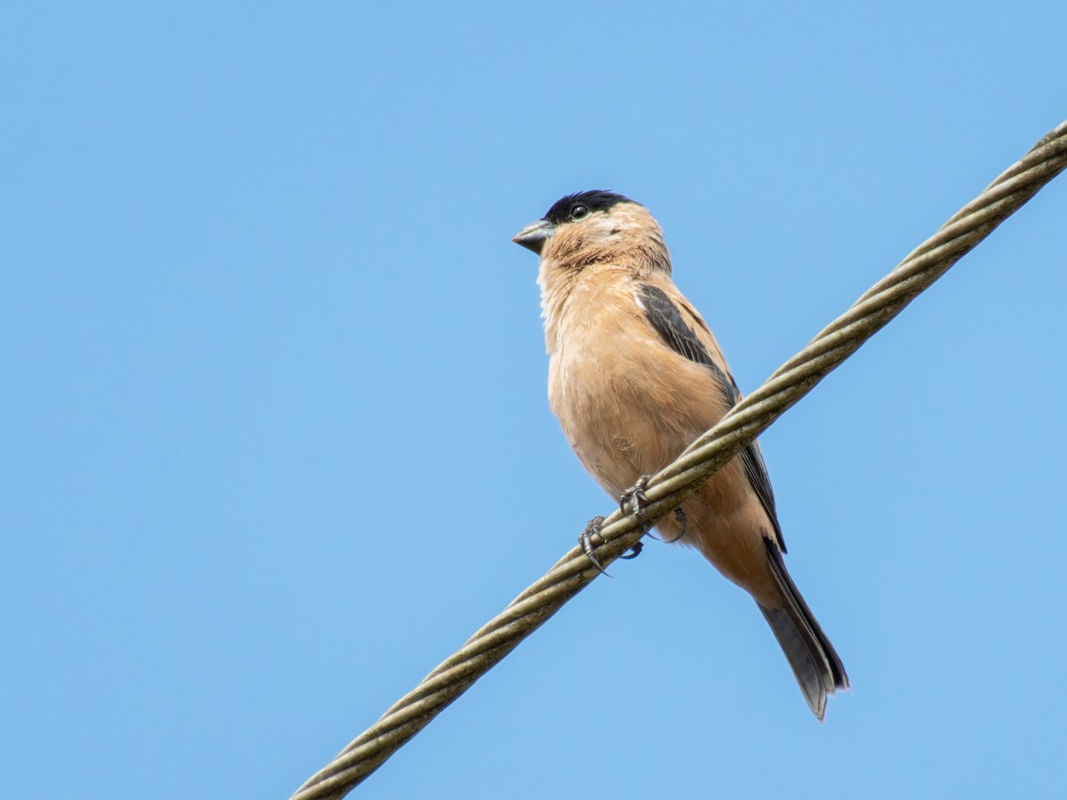 Copper Seedeater - ML621313097