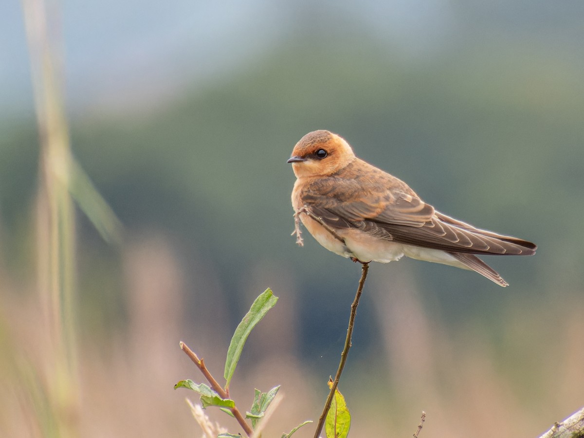 Tawny-headed Swallow - ML621313118