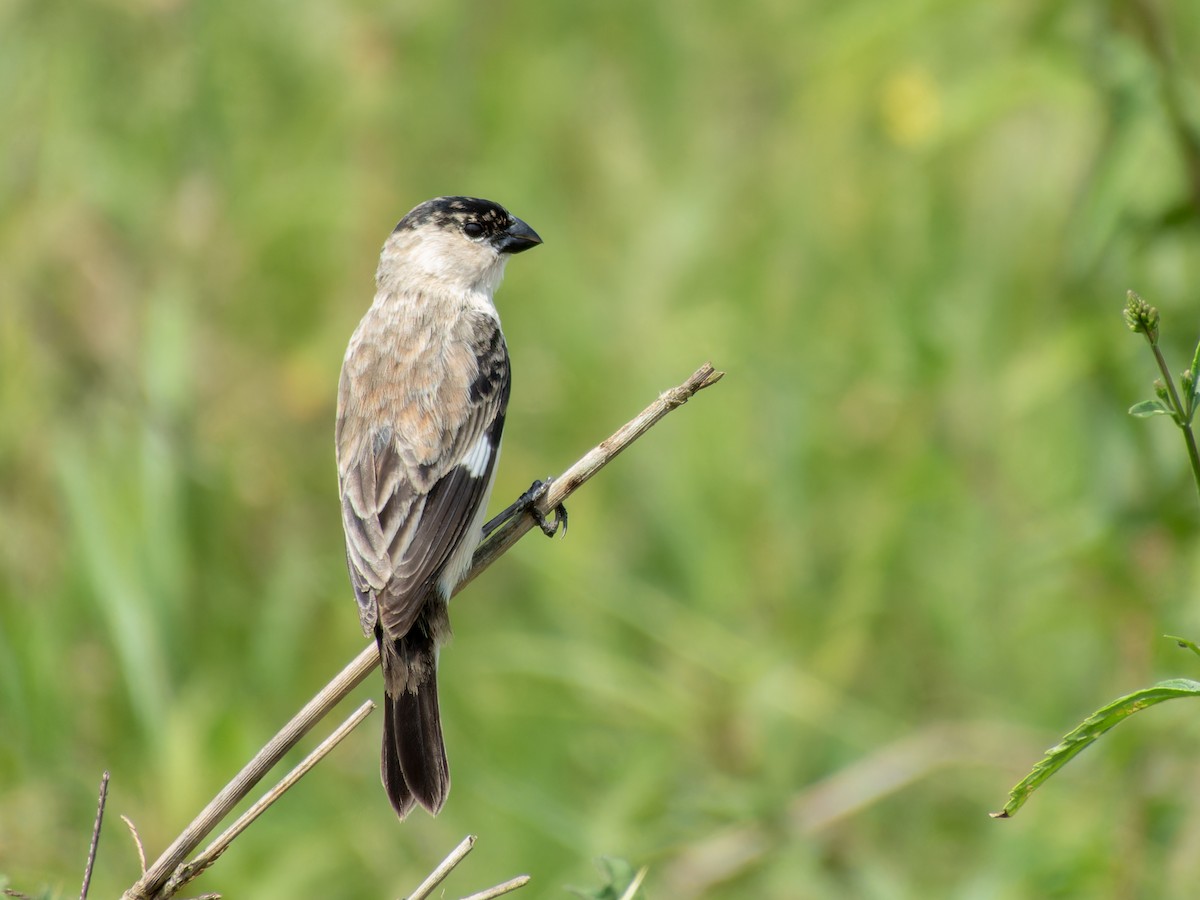 Pearly-bellied Seedeater - ML621313169