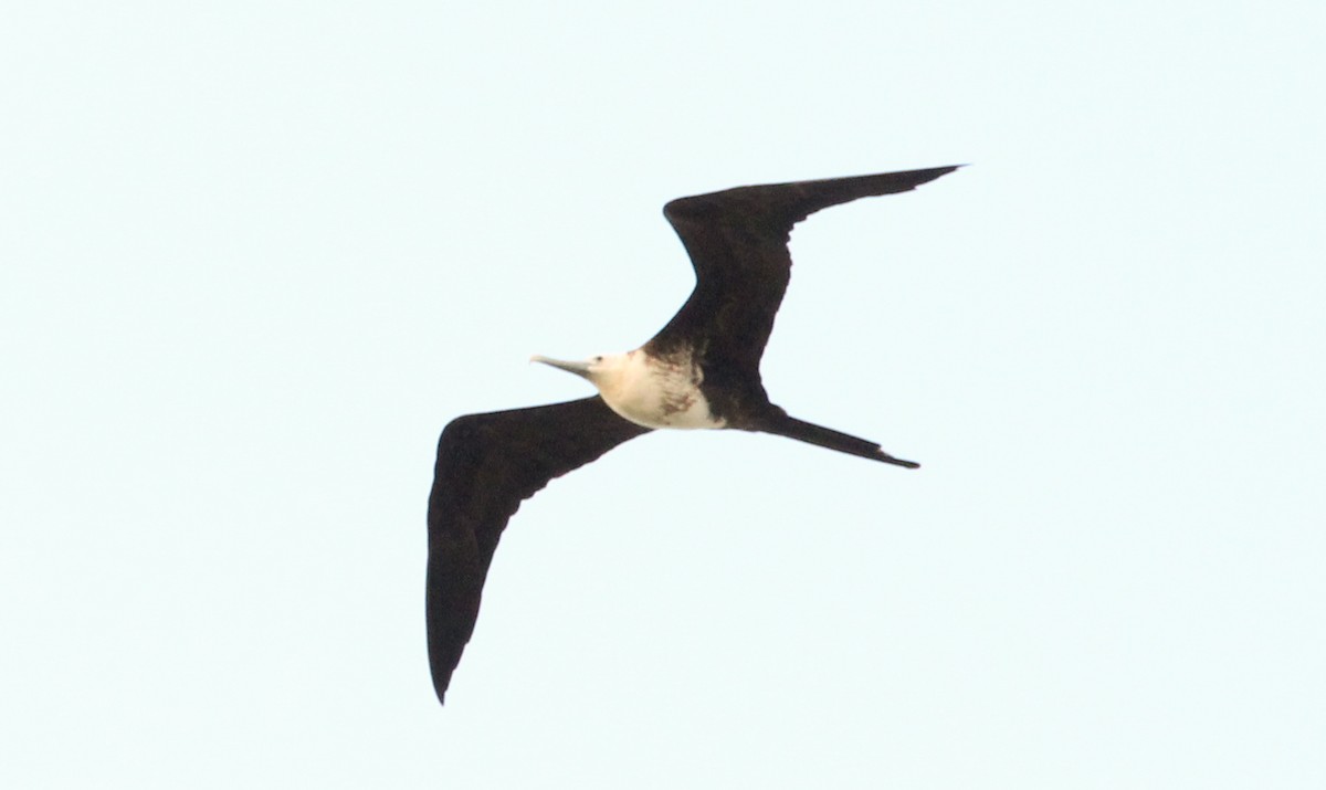 Magnificent Frigatebird - ML621313171