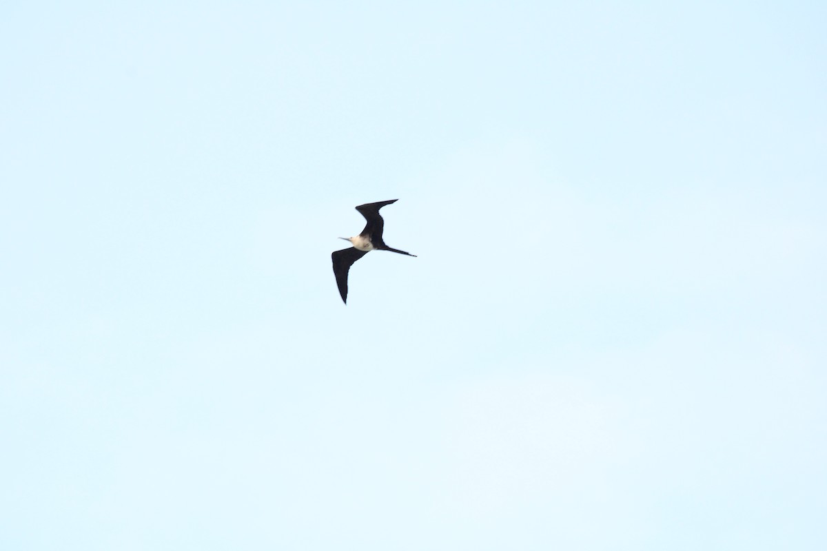 Magnificent Frigatebird - ML621313172