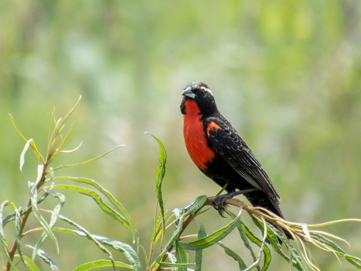 White-browed Meadowlark - ML621313178