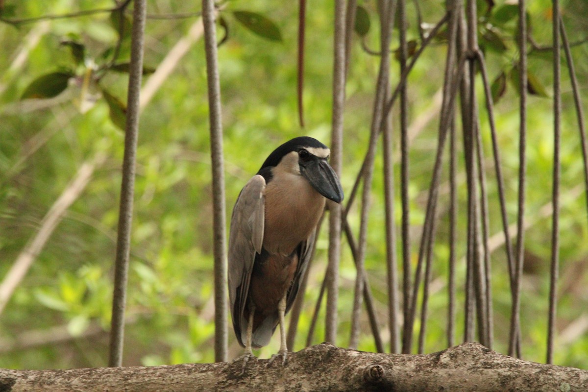 Boat-billed Heron - ML621313198