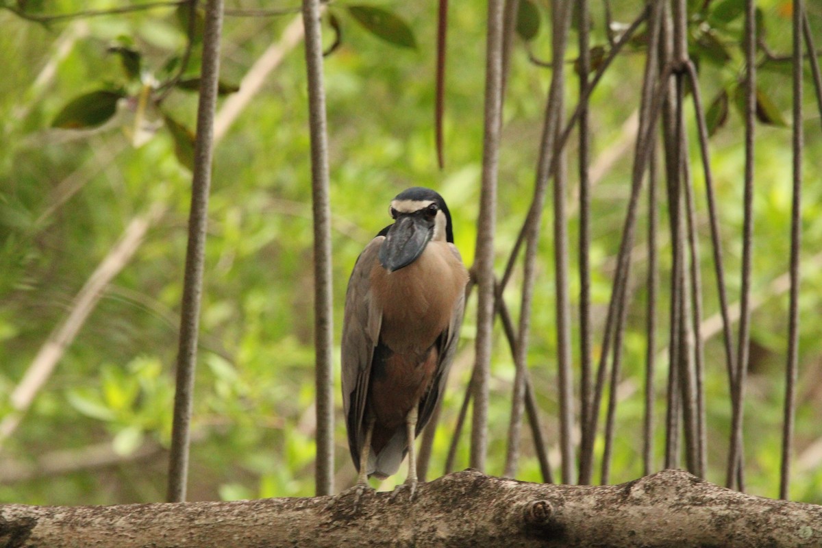 Boat-billed Heron - ML621313199