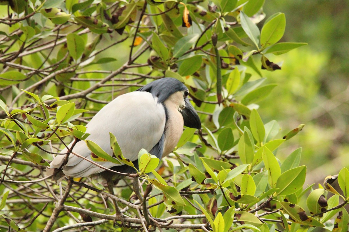 Boat-billed Heron - ML621313200