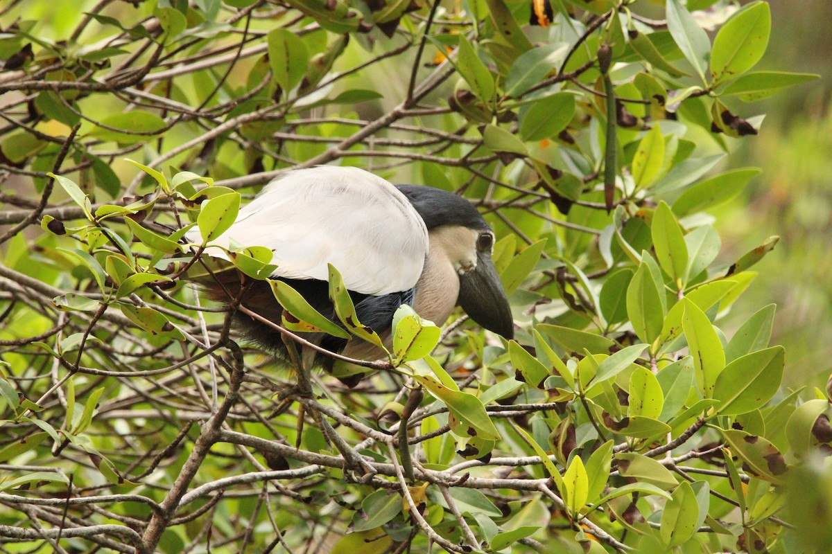 Boat-billed Heron - ML621313201