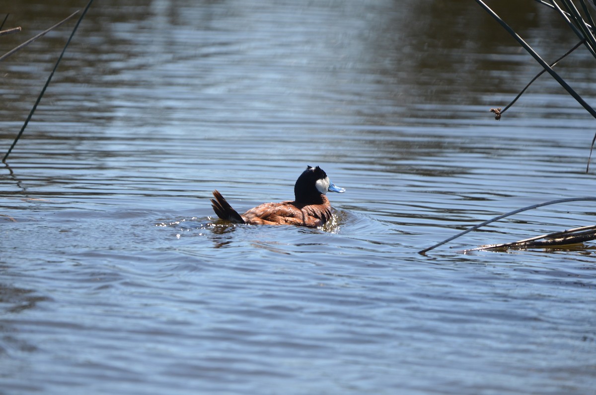 Ruddy Duck - ML621313295