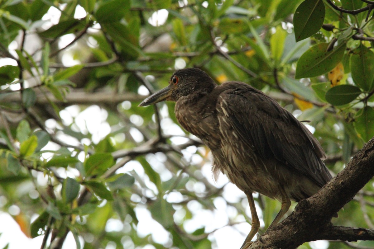 Yellow-crowned Night Heron - ML621313387