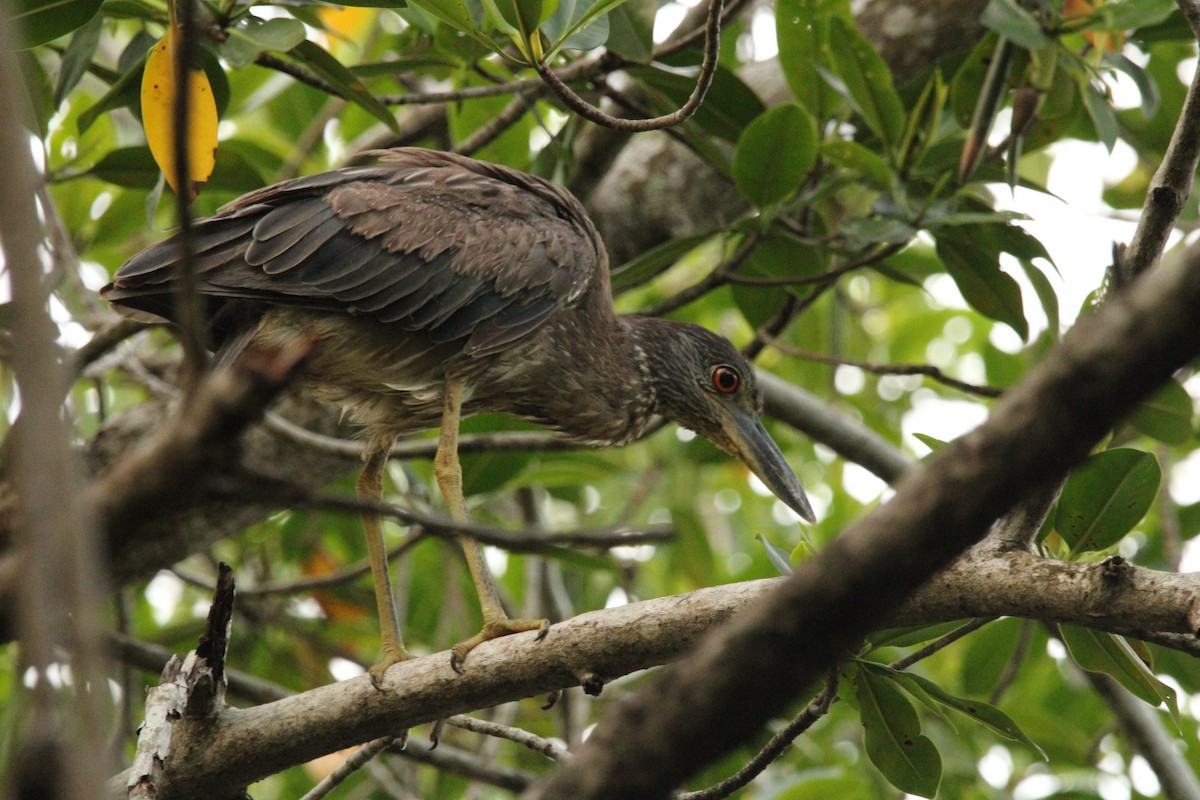 Yellow-crowned Night Heron - ML621313394