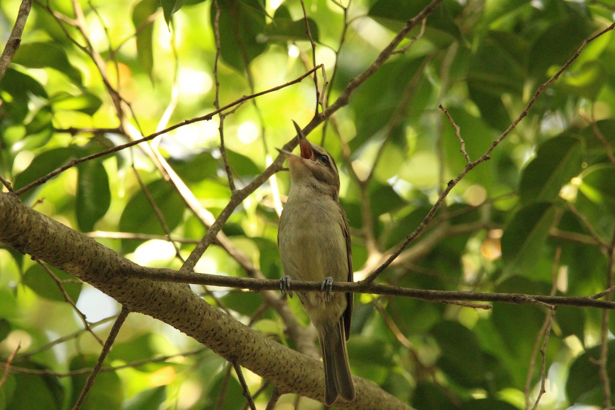 Yucatan Vireo - ML621313427