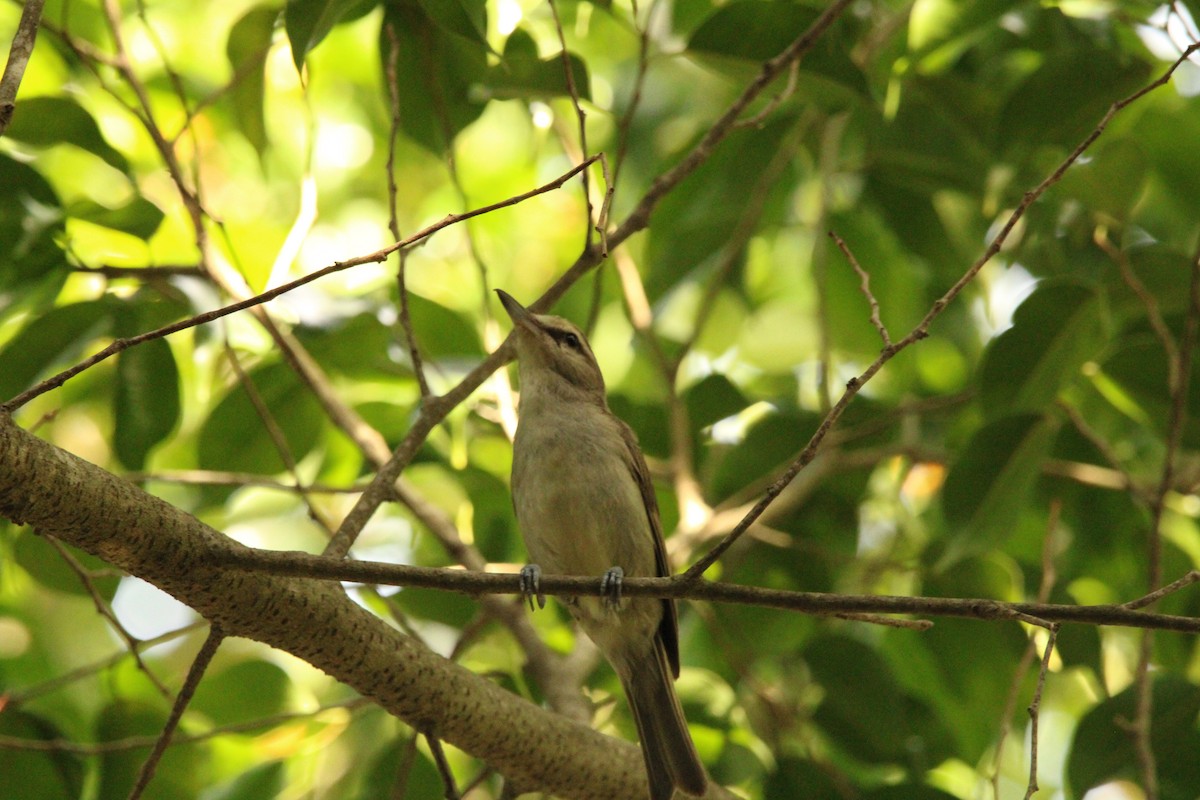 Yucatan Vireo - ML621313428