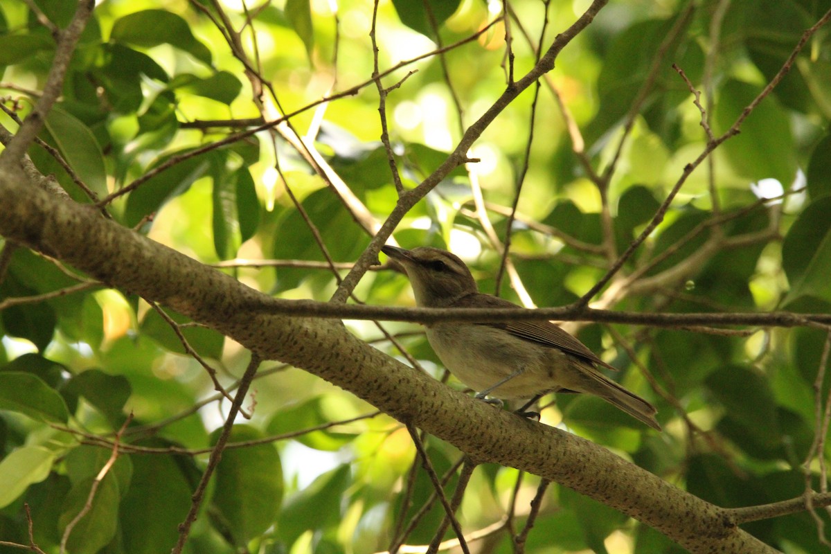 Yucatan Vireo - ML621313429