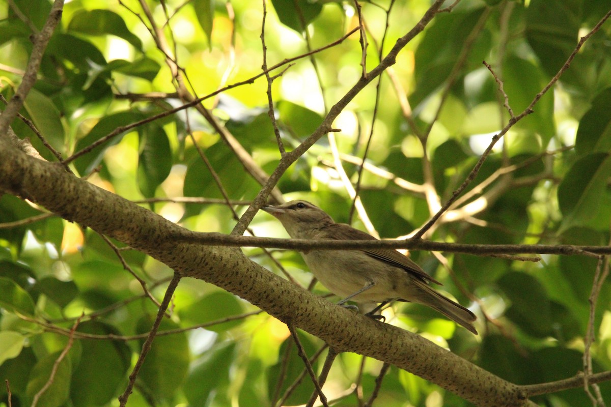 Yucatan Vireo - ML621313431