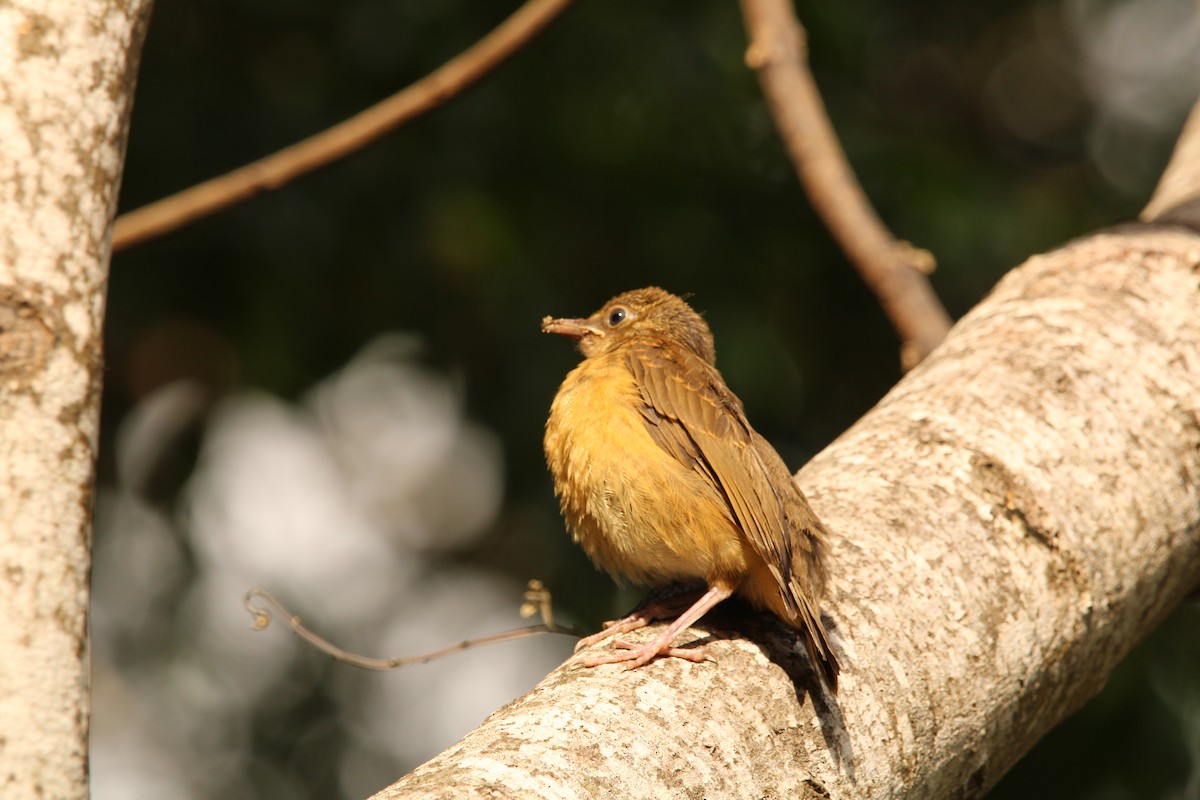 Clay-colored Thrush - ML621313438