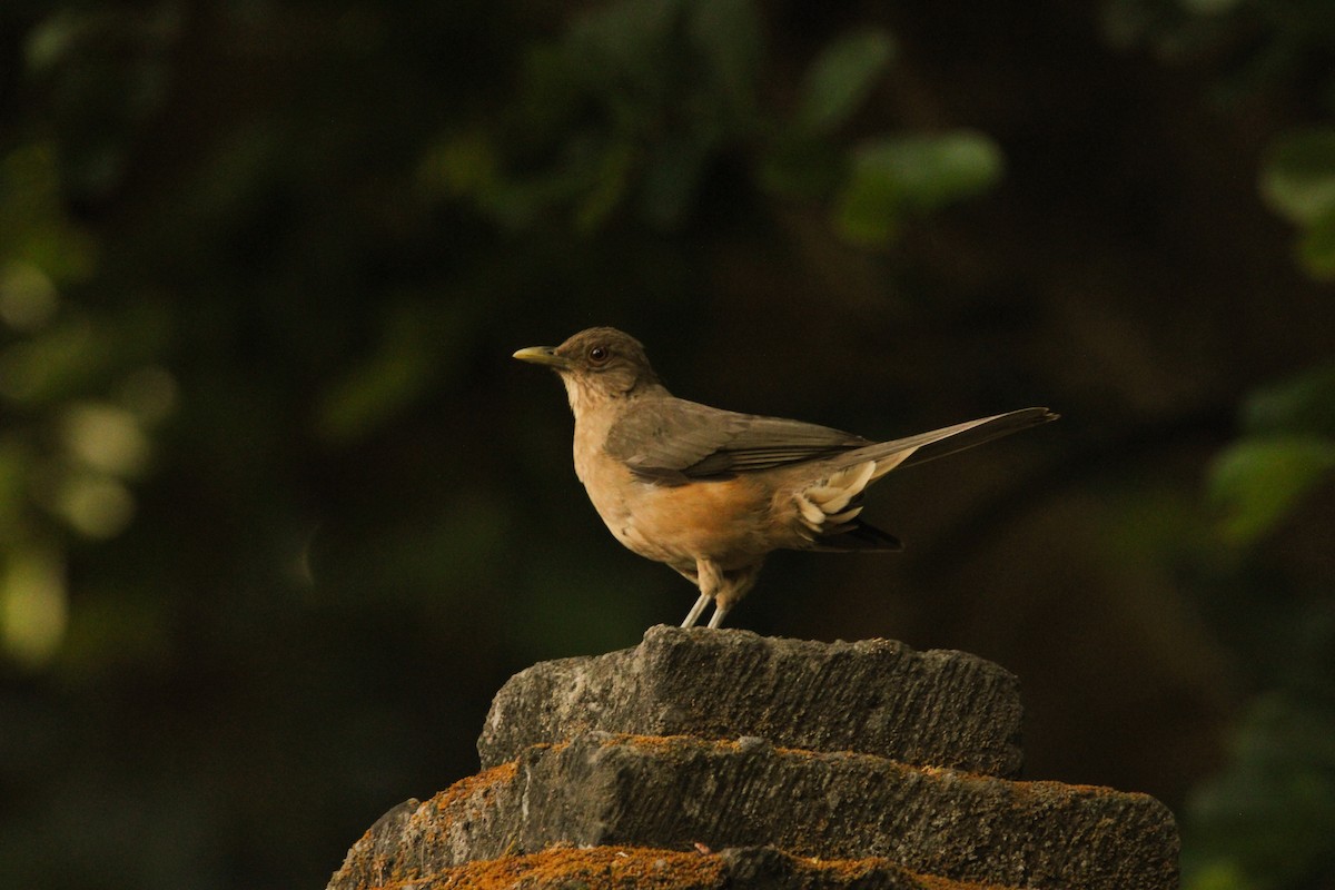 Clay-colored Thrush - ML621313440