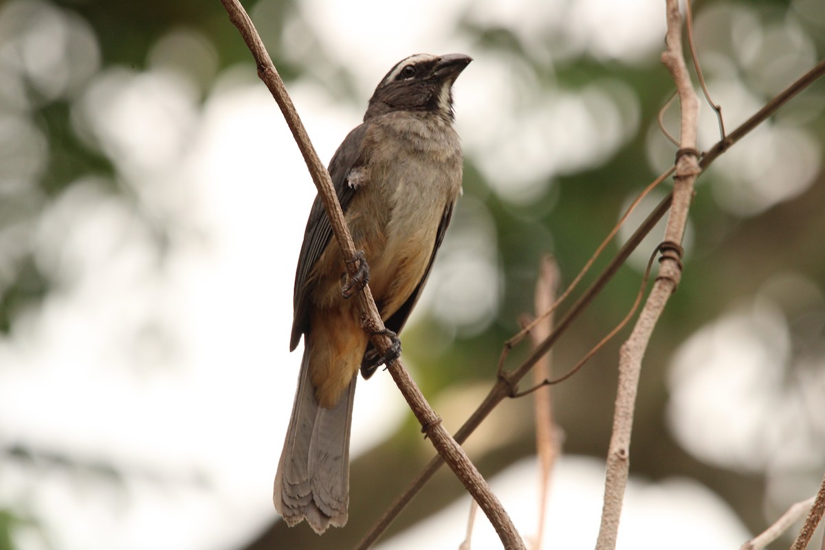 Cinnamon-bellied Saltator - ML621313470