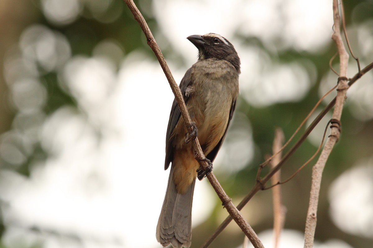 Cinnamon-bellied Saltator - ML621313472