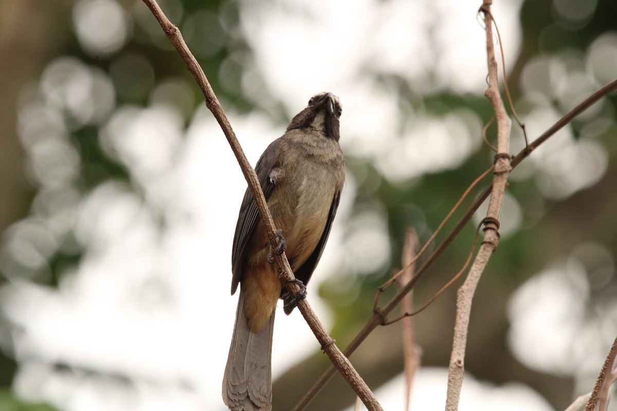 Cinnamon-bellied Saltator - ML621313473