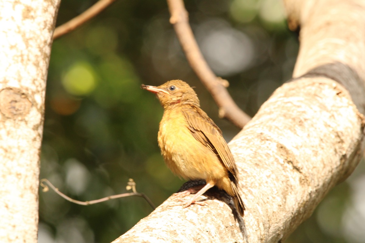 Clay-colored Thrush - ML621313509