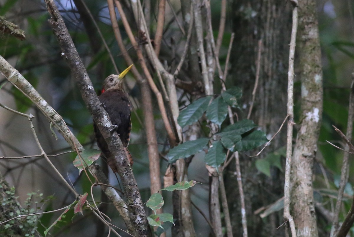 Bay Woodpecker - Peter Hosner