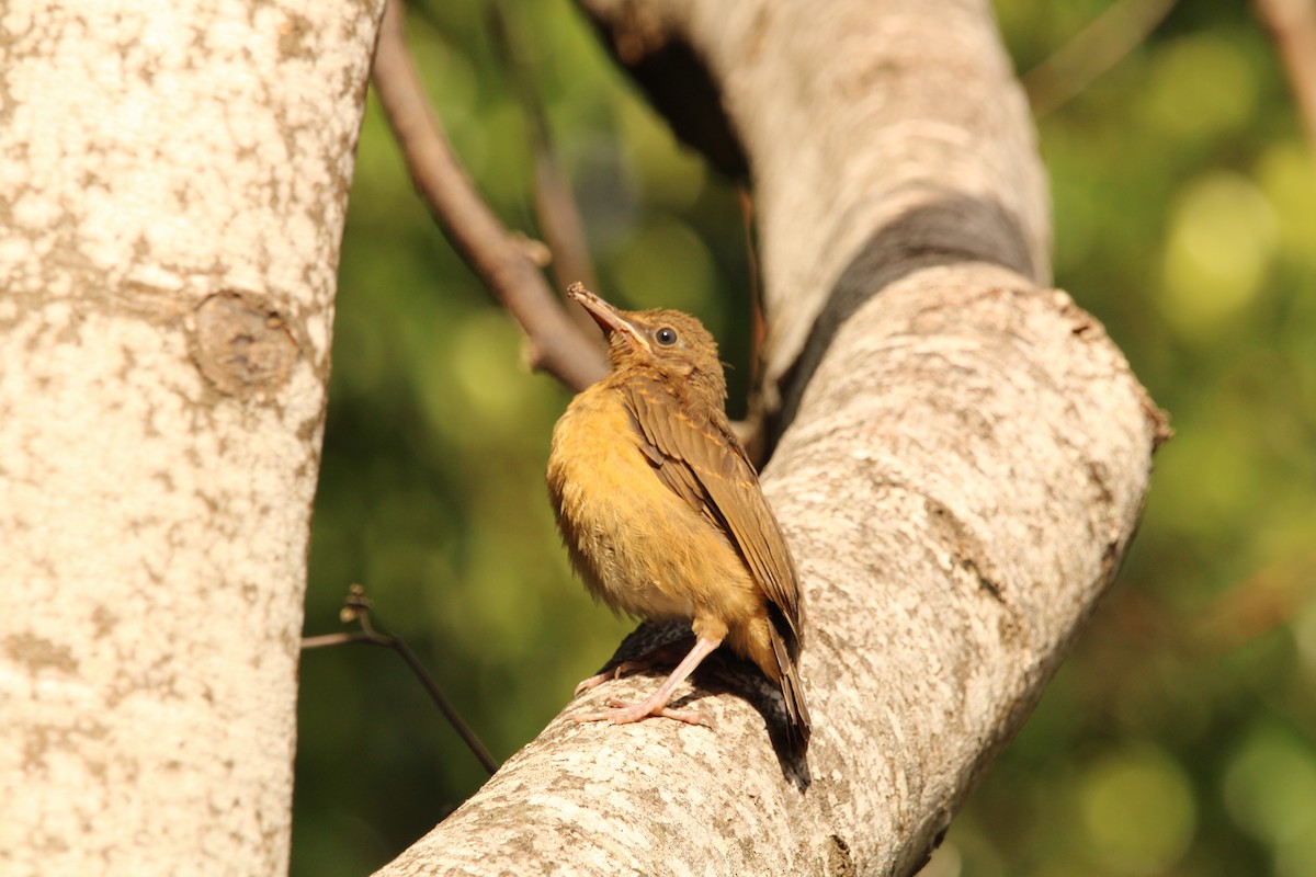 Clay-colored Thrush - ML621313510